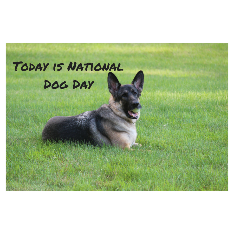 It’s National Dog Day Today!